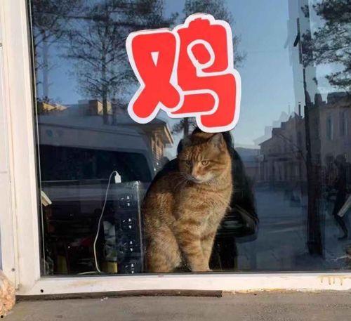 娱乐圈吃瓜小狗,揭秘“吃瓜小狗”背后的八卦风云