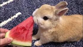 娱乐吃瓜兔子视频在线观看,揭秘热门视频背后的趣味故事