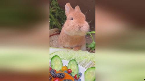 娱乐吃瓜小兔子视频大全